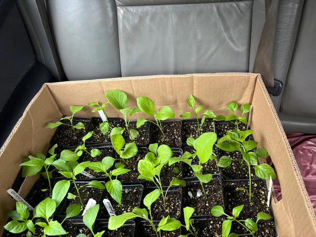 Young plants in individual pots arranged in a cardboard box