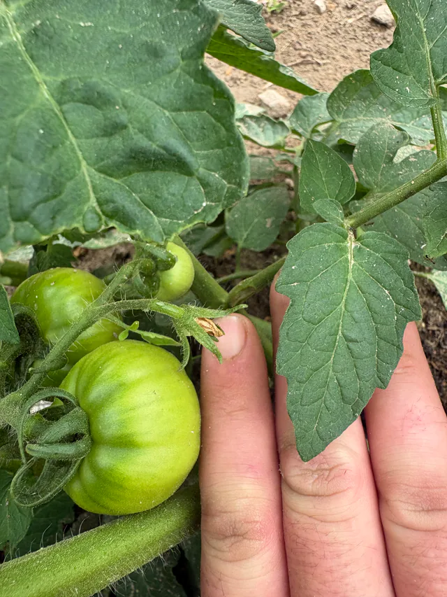 Green tomatoes growing beneath leaves, with a hand beside them