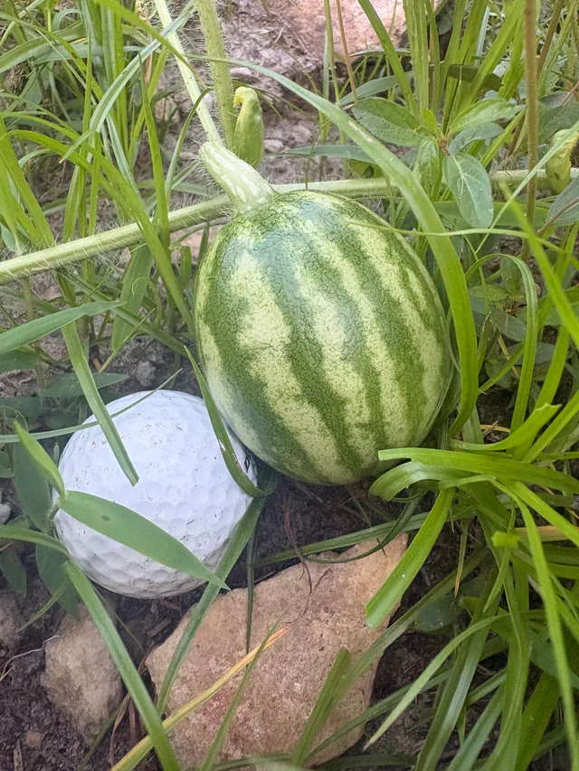 A striped melon growing on a vine among green leaves