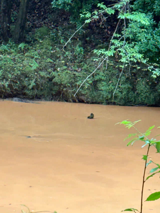 Brown river water beside a wooded bank, with branches extending over the water