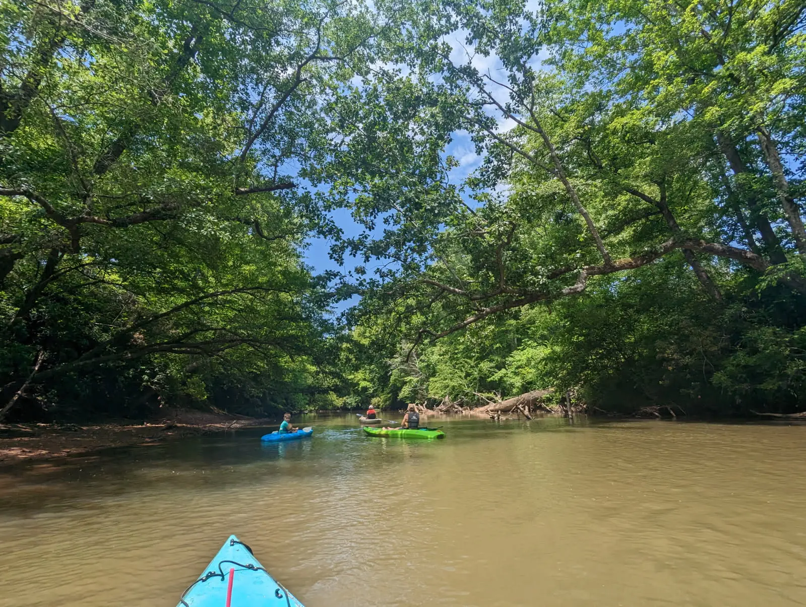 A family paddling beneath the trees on the Tallapoosa River